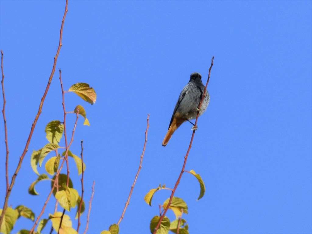 Codirosso spazzacamino (Phoenicurus ochruros)